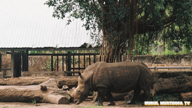 Liburan ke Kebun Binatang - Taman Margasatwa Ragunan Jakarta