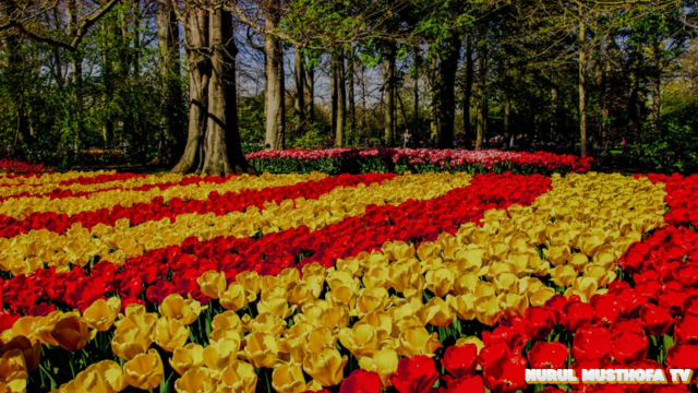 keukenhof Belanda