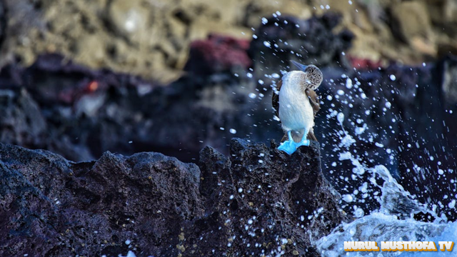 Pulau galapagos