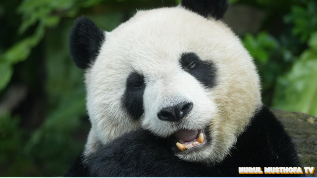 Liburan 2026 ke Negeri Tirai Bambu - China