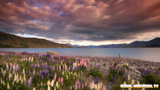 Danau Tekapo