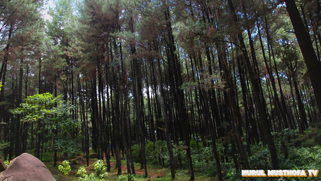 Gunung Pancar
